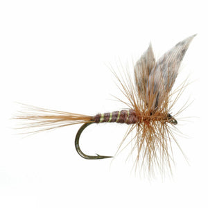 March Brown American - TaleTellers Fly Shop