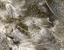 Load image into Gallery viewer, Premium Hungarian Partridge Feathers - TaleTellers Fly Shop
